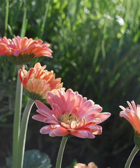 代表夏天的花|夏天盛开常见的花有哪些（盘点10种代表夏天的。